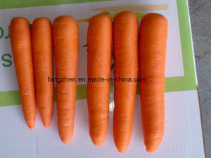 150g- 200g 2017 New Crop Chinese Fresh Carrot in Carton