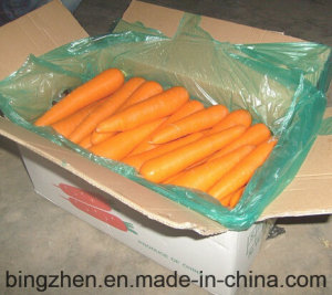 Fresh Carrot New Crop Harvest