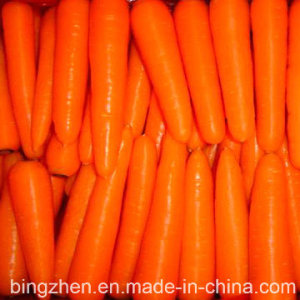 Fresh Carrot (Chinese Fresh Carrot)